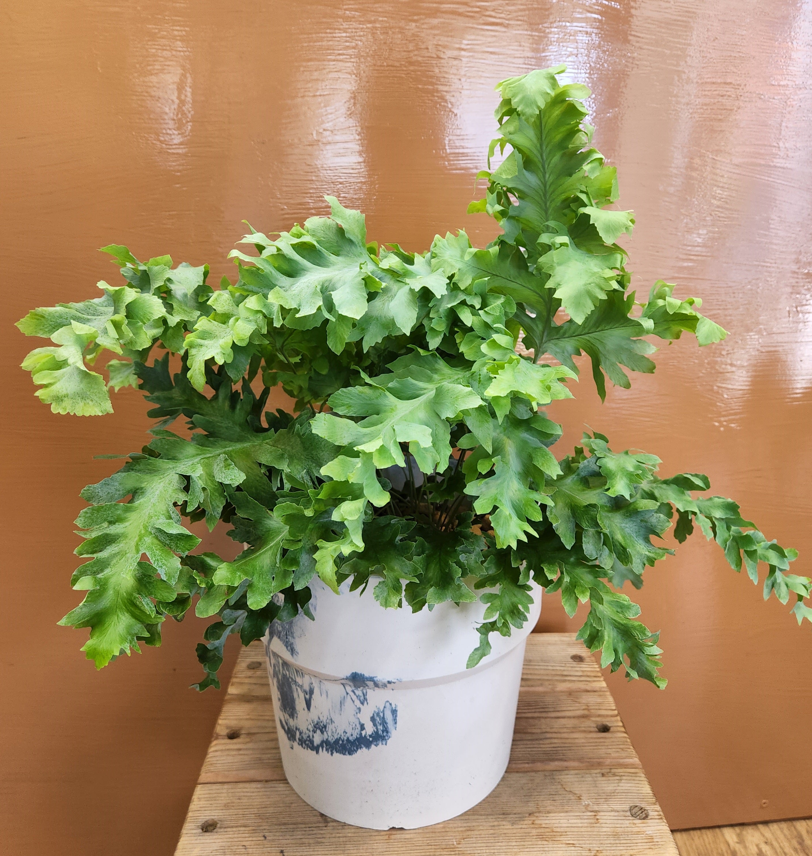 荒木植物園 ブランド観葉植物 ①