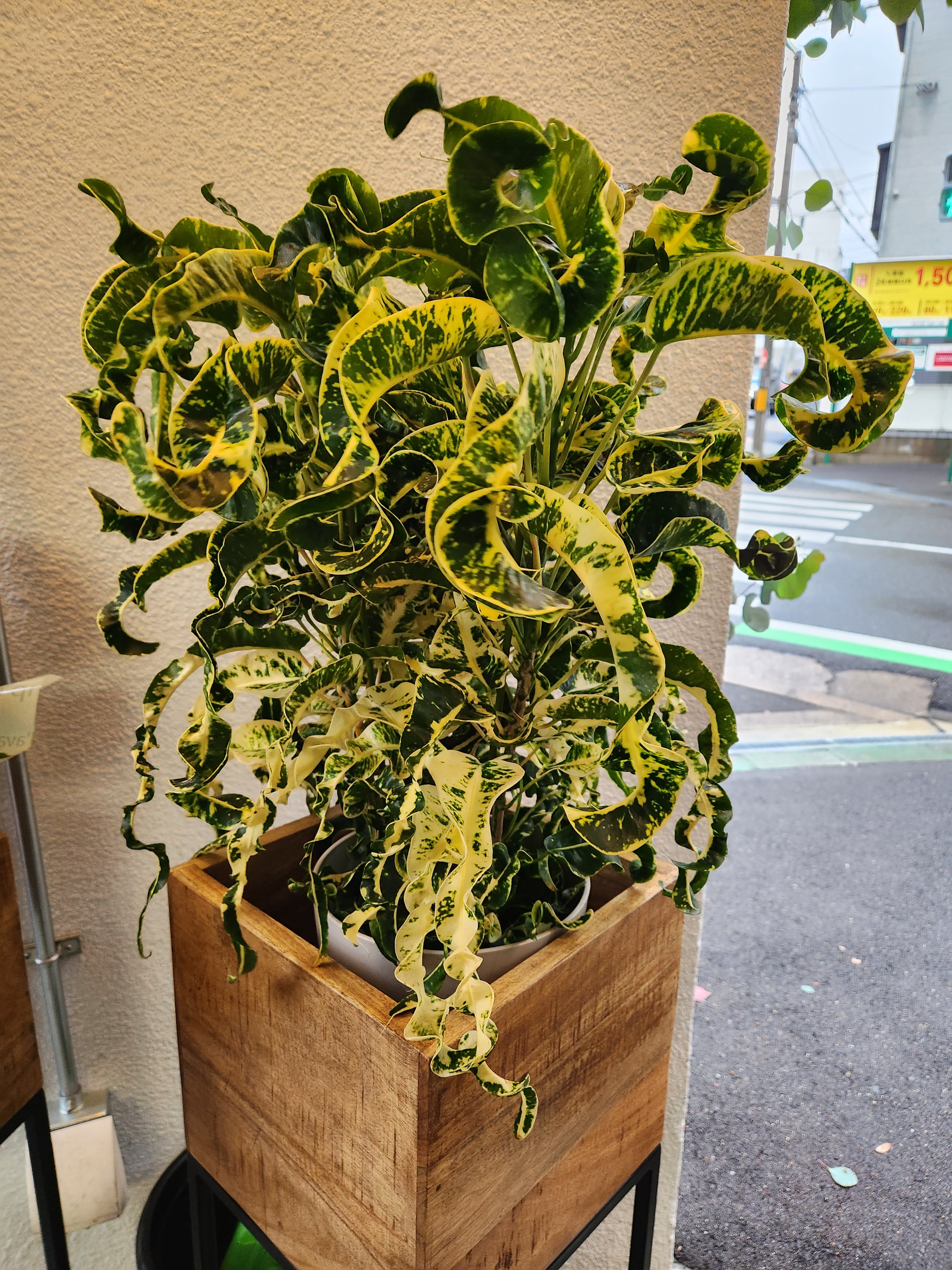 クロトン ウェーブ